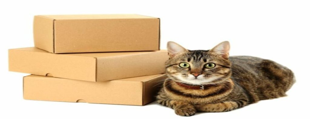 Cat and Parcel