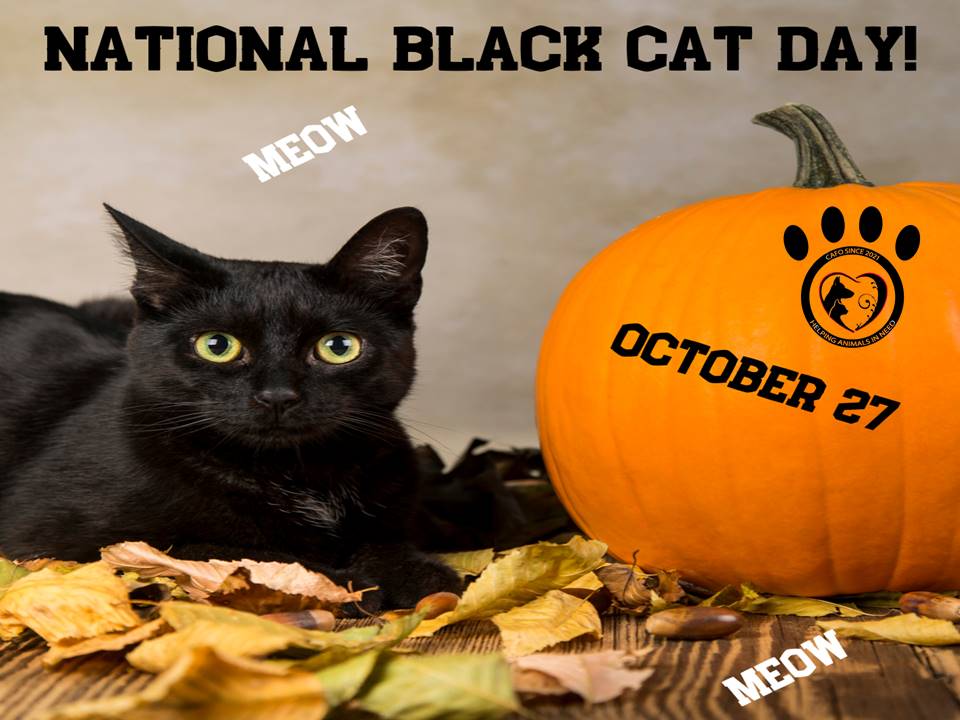National Black Cat Day October 27th 2024