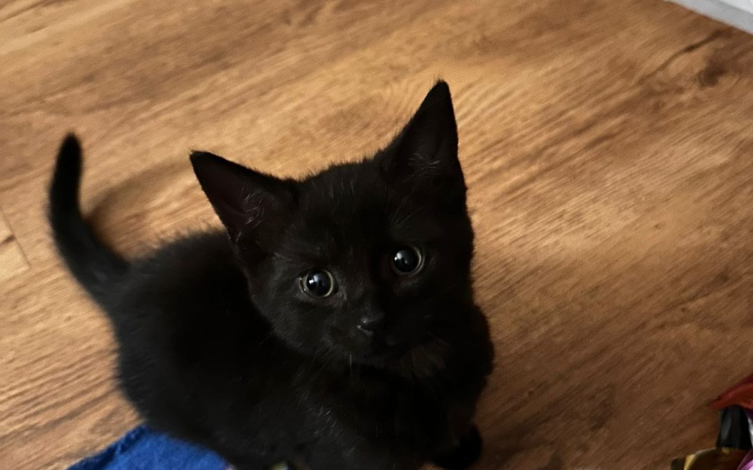 BERLIOZ