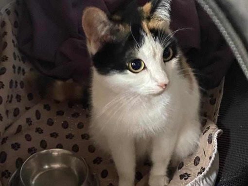 KALI