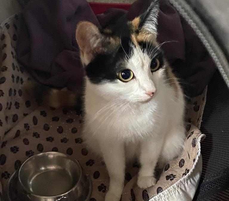 Kali (18 mths old)