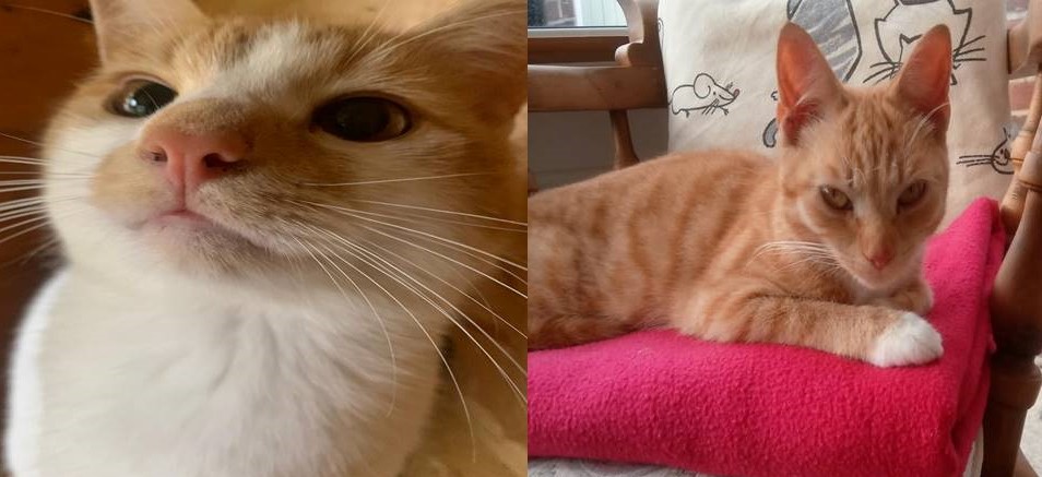 MARMALADE & CLEMENTINE