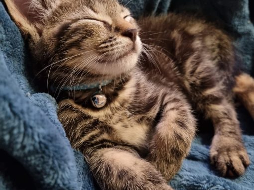 TOBI