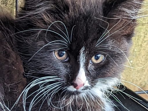 Sylvester