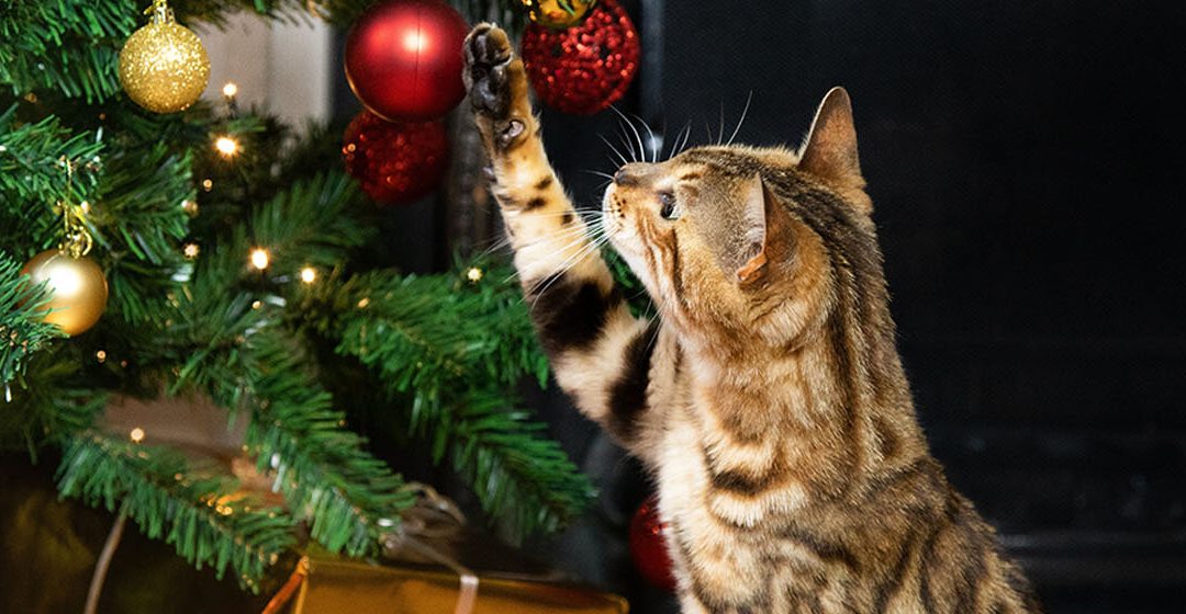 Keeping Your Cat Safe At Christmas