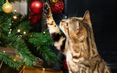 Keeping Your Cat Safe At Christmas