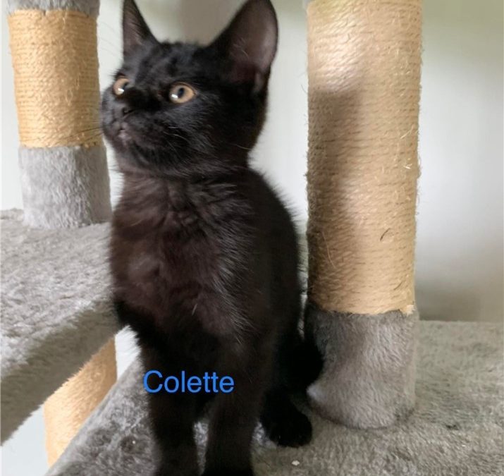 Colette