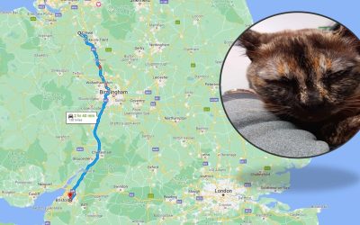 Missing Cat Nutmeg Found In Crewe 138 Miles From Home