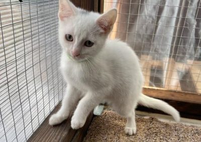 Snowy (3 mths old)