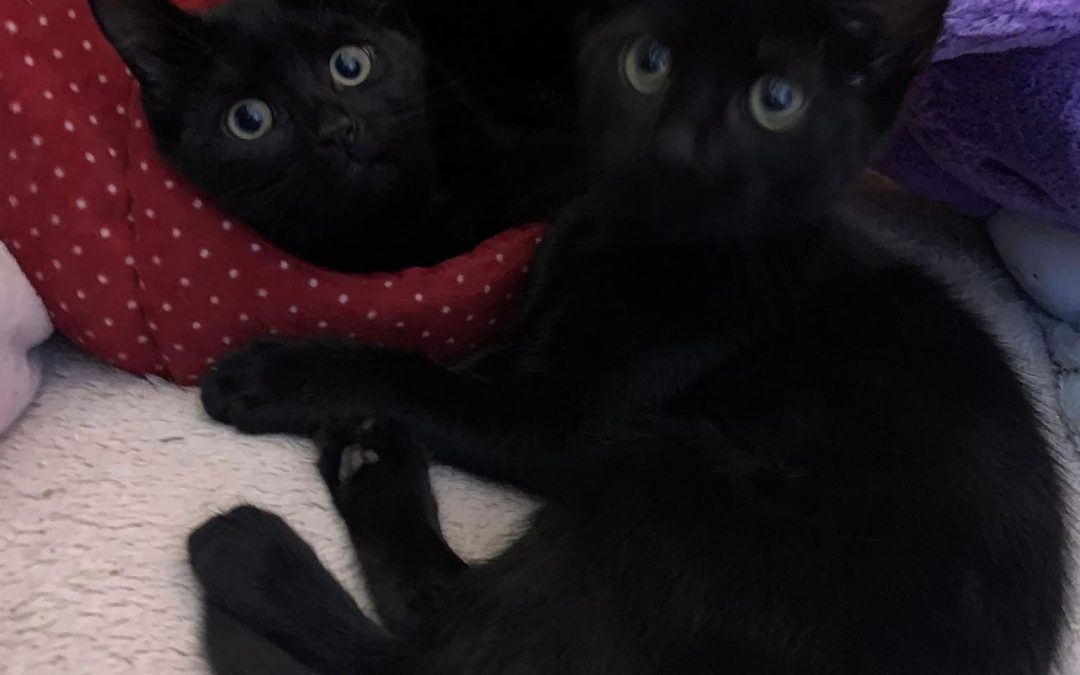 Thelma & Louise (5 mths old)