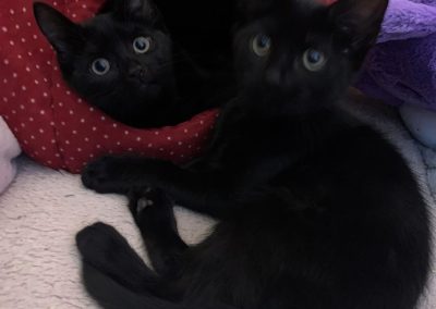 Thelma & Louise (5 mths old)
