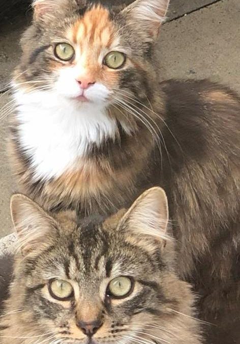 Tink & Bella (5 yrs old)