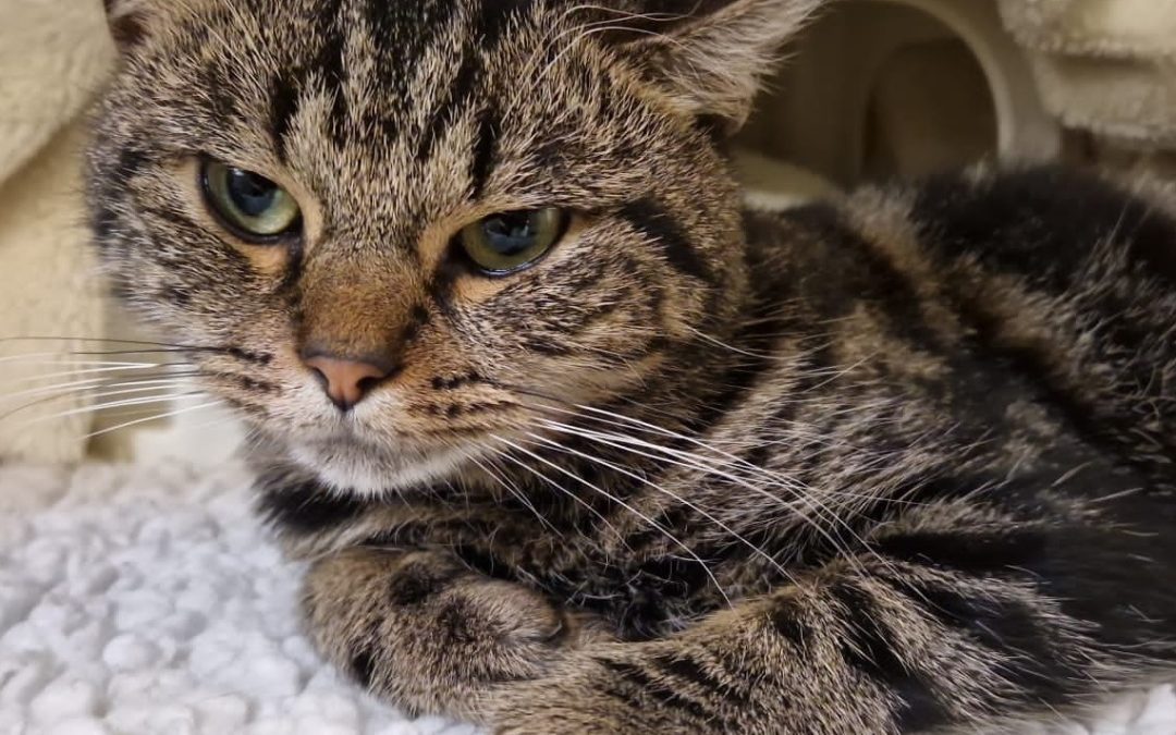 Tommy (1 yr old)