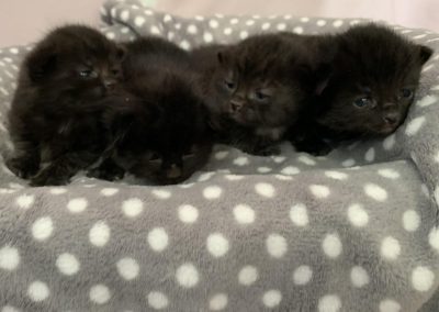 Ava’s 4 kittens (new born)