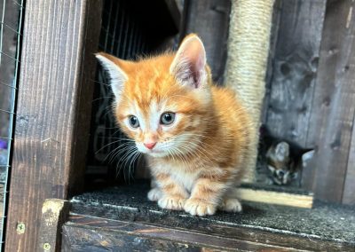 Fred (7 wks old)