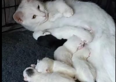 Ghost’s kittens (new born)