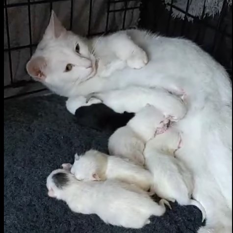Ghost’s kittens (1 mth old)