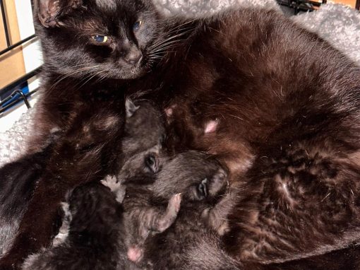 Astrid’s kittens (new born)
