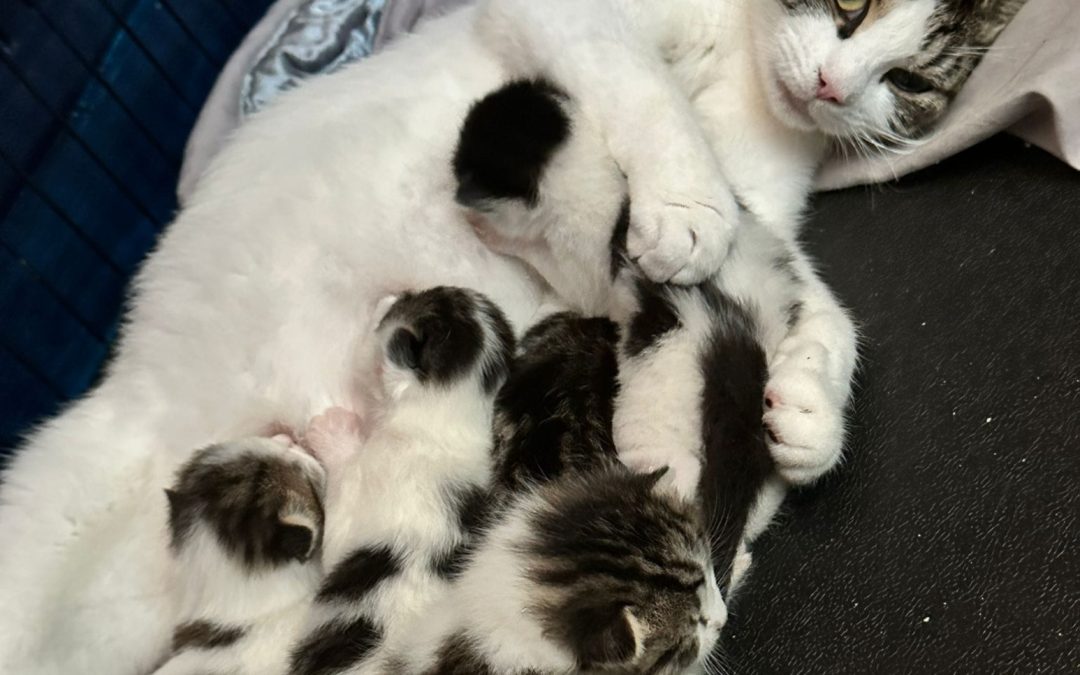 Willow (18 mth old) F and 5 kittens (1 mth old)