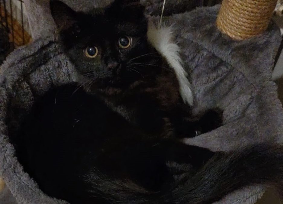 Cally (6 mth old) F