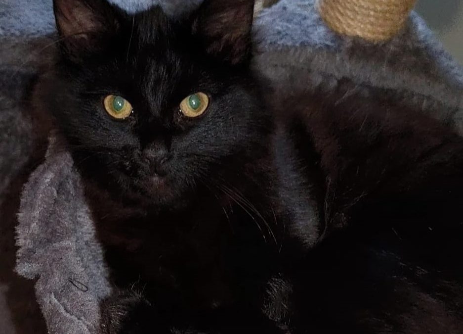 Colin (6 mth old) M