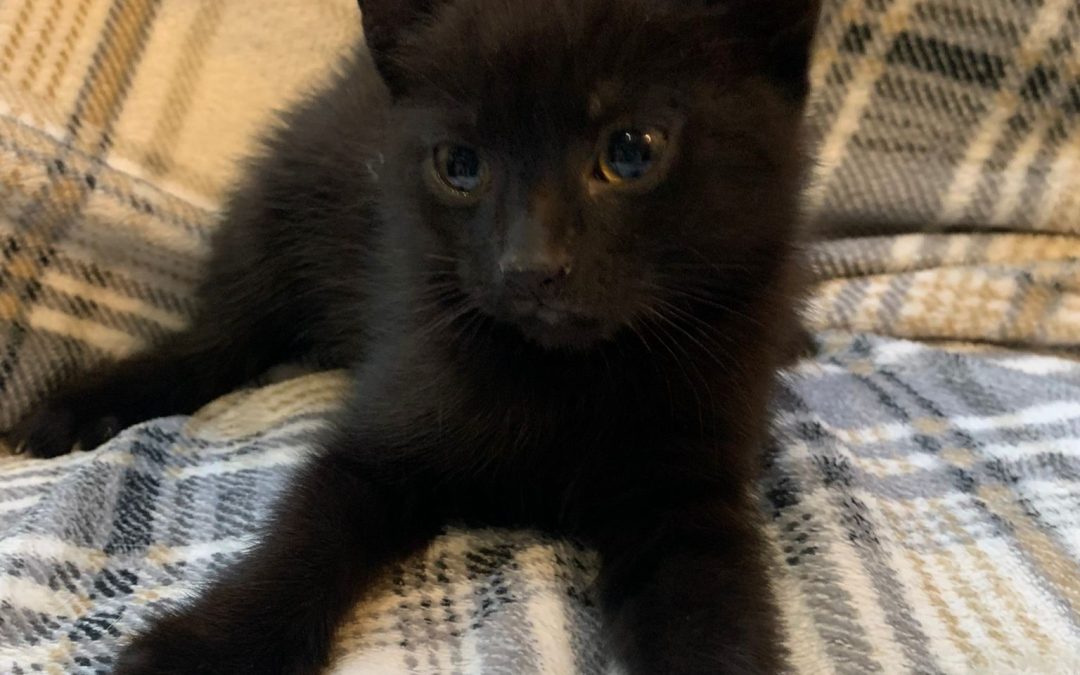 Raven (3 mth old) F