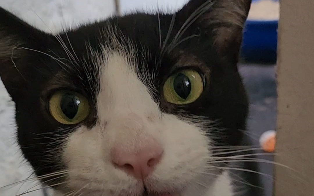 Viriato (5 yrs old) M