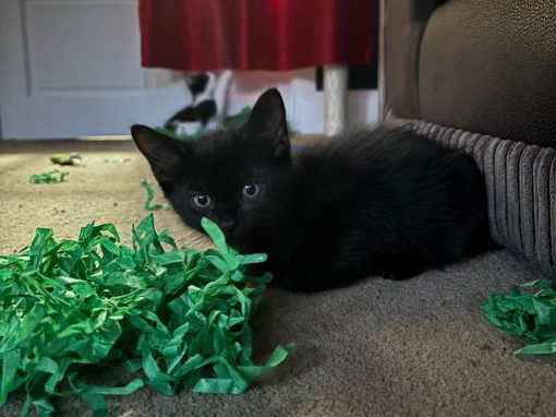 Frank (2 mth old) M
